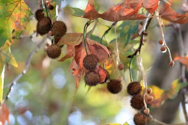 秋に枝先に果実や葉が付きます — ストック写真