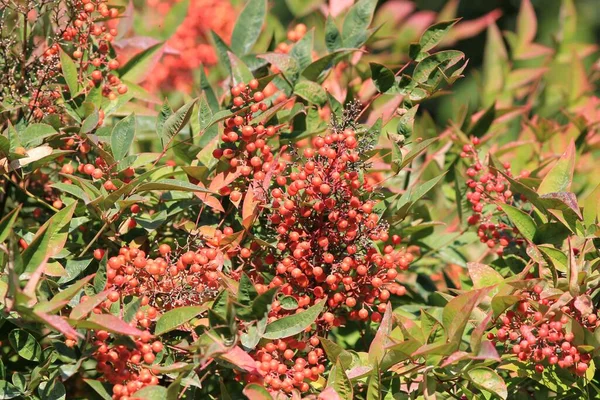 公園内の秋に茂みにナンディナ国産の赤い果実 — ストック写真