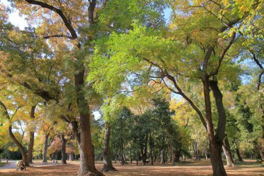 Varna sahil parkında güneşli bir sonbahar günü (Bulgaristan)