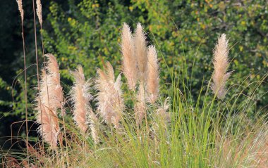 Olgunlaşan Cortaderia selloana tohumları Sonbaharda parkta bulanık bir arkaplanda