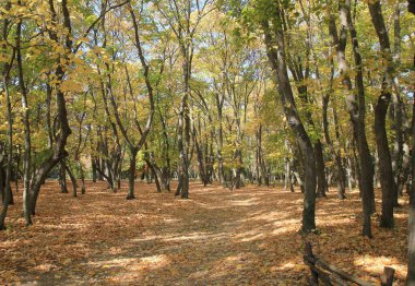 Ekim ayı sonunda Varna (Bulgaristan) Botanik Bahçesinde sonbahar ağaçları