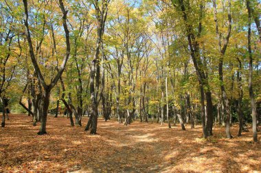 Ekim ayı sonunda Varna (Bulgaristan) Botanik Bahçesinde sonbahar ağaçları