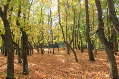 Ekim ayı sonunda Varna (Bulgaristan) Botanik Bahçesinde sonbahar ağaçları