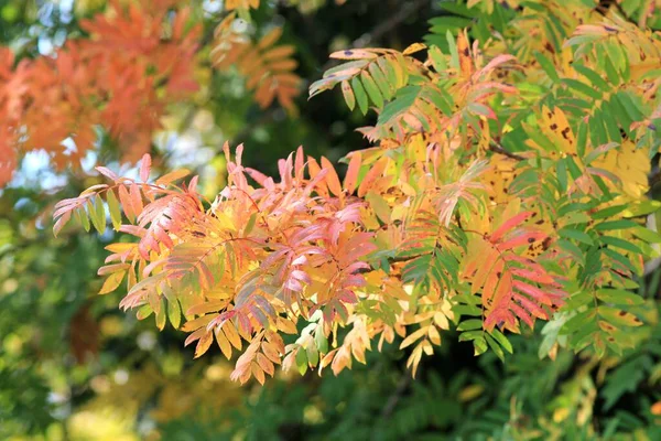 秋になると公園内の木の枝に鮮やかな紅葉が広がります — ストック写真