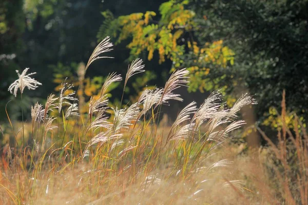 Inflorescences Grass Miscanthus Sinensis Park — стоковое фото