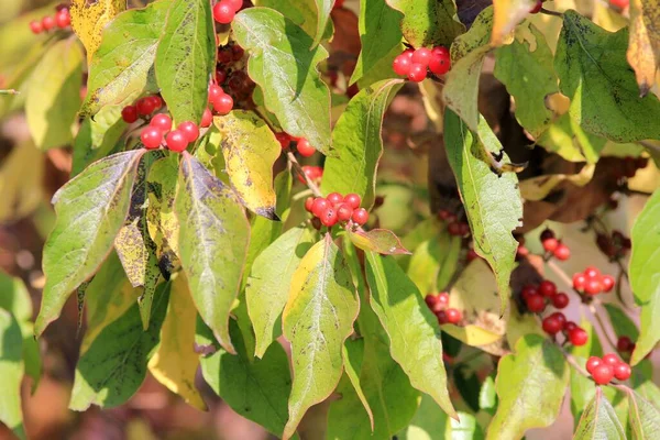 赤熟すスイカズラの果実緑の葉の枝に — ストック写真