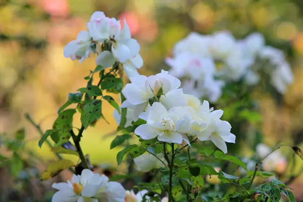 Weiße Rosen Herbst Park Vor Verschwommenem Hintergrund — Stockfoto