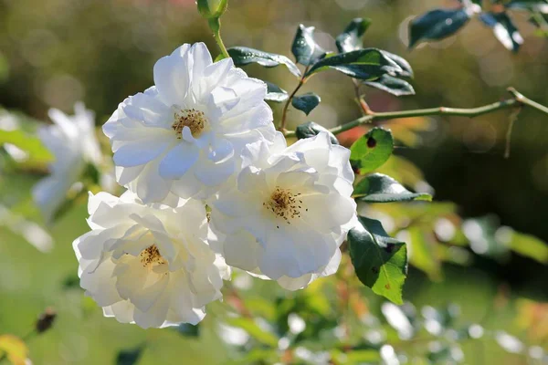 stock image White roses in autumn in the park on a blurry background