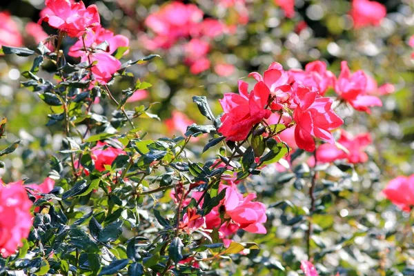 Rosas Rosadas Cerca Parque Otoño Sobre Fondo Borroso —  Fotos de Stock