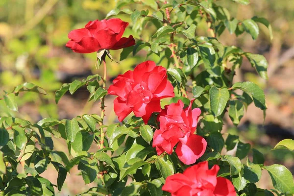 Червоні Троянди Восени Парку Розмитому Фоні — стокове фото