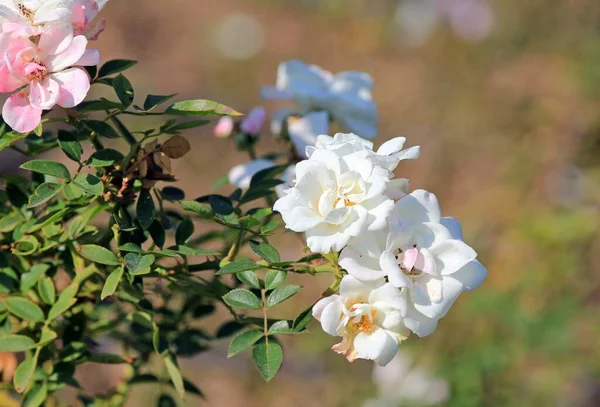 Rosas Blancas Otoño Parque Sobre Fondo Borroso —  Fotos de Stock