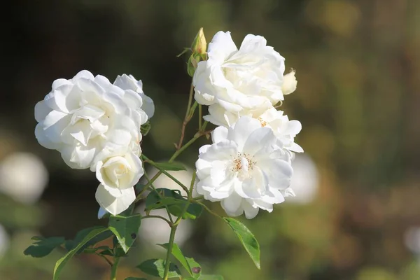 Rosas Brancas Outono Parque Fundo Embaçado — Fotografia de Stock