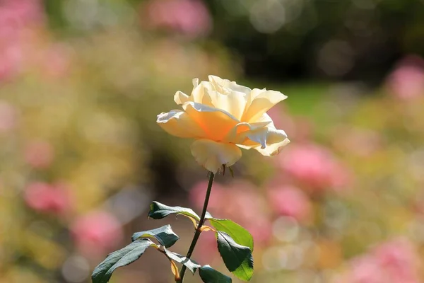 Rosas Amarelas Outono Parque Fundo Embaçado — Fotografia de Stock