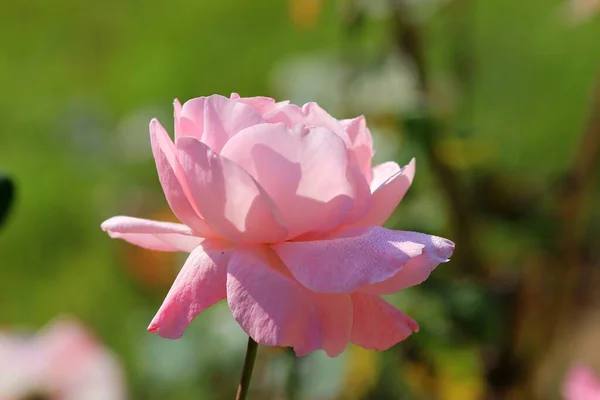 Rosa Rosas Close Parque Outono Fundo Embaçado — Fotografia de Stock