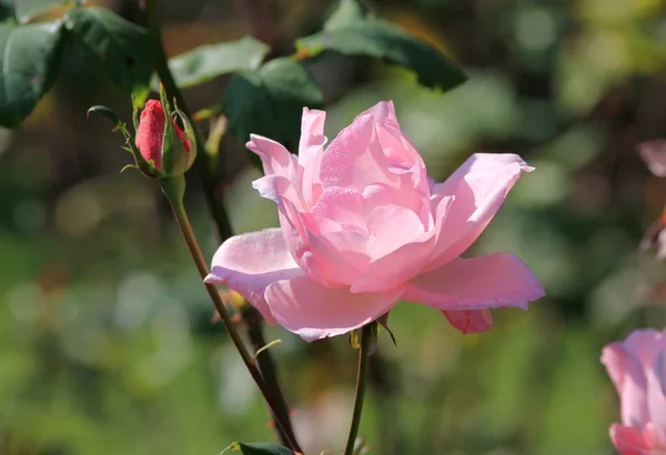 Pink Roses Close Park Autumn Blurry Background — Stock Photo, Image