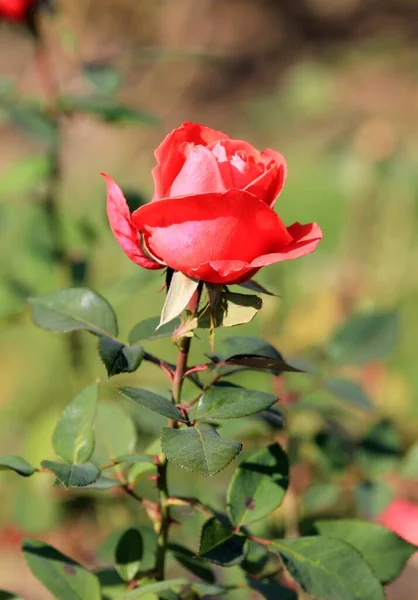 Rosas Rojas Otoño Parque Sobre Fondo Borroso —  Fotos de Stock