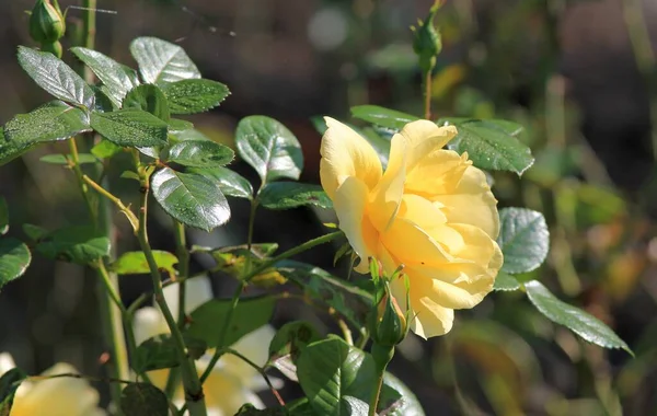 Rosas Amarillas Otoño Parque Sobre Fondo Borroso —  Fotos de Stock