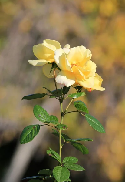 yellow roses in autumn in the park on a blurry background