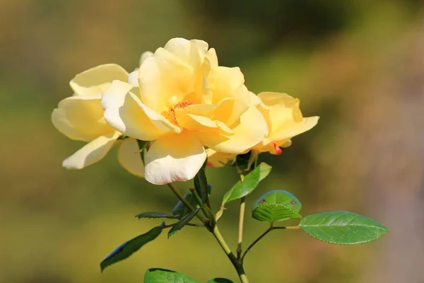 Rosas Amarelas Outono Parque Fundo Embaçado — Fotografia de Stock