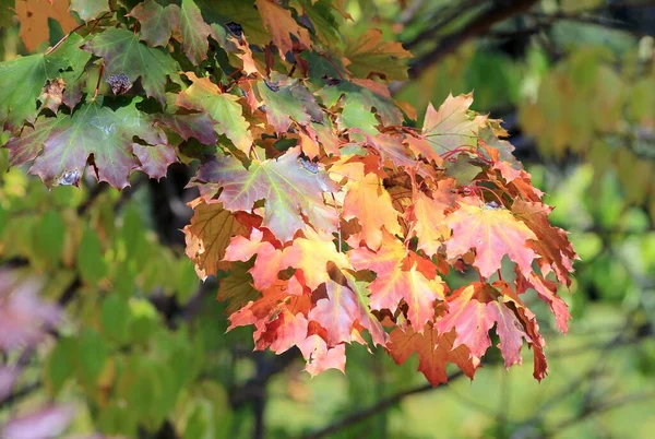 秋になると公園内の木の枝に鮮やかな紅葉が広がります — ストック写真