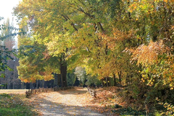 Herbstbäume Botanischen Garten Von Varna Bulgarien Ende Oktober — Stockfoto