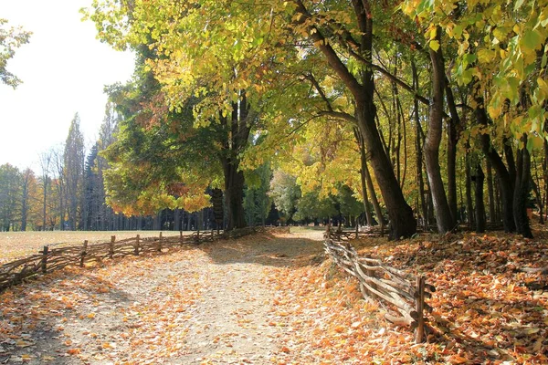 Árboles Otoño Jardín Botánico Varna Bulgaria Finales Octubre —  Fotos de Stock