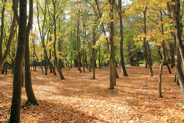 stock image Autumn trees in the Botanical garden of Varna (Bulgaria) at the end of October