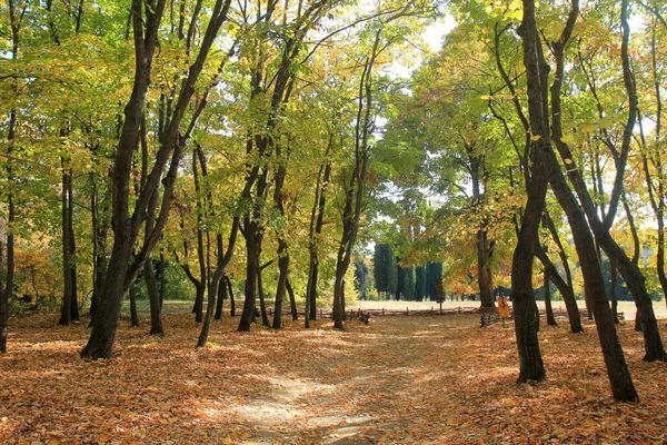 Jesienne Drzewa Ogrodzie Botanicznym Warny Bułgaria Pod Koniec Października — Zdjęcie stockowe