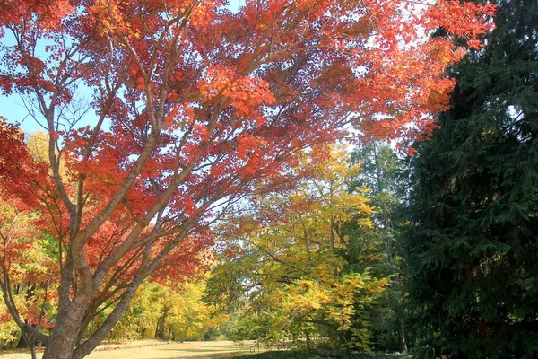 10月末のヴァルナ植物園 ブルガリア の秋の木 — ストック写真