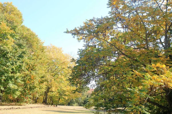 Jesienne Drzewa Ogrodzie Botanicznym Warny Bułgaria Pod Koniec Października — Zdjęcie stockowe