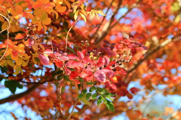 Яркие Осенние Листья Ветвях Деревьев Парке Осенью Размытом Фоне — стоковое фото