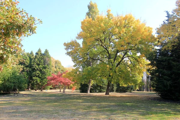 Herbstbäume Botanischen Garten Von Varna Bulgarien Ende Oktober — Stockfoto