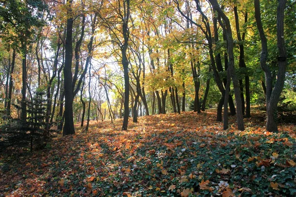 Árvores Outono Jardim Botânico Varna Bulgária Final Outubro — Fotografia de Stock