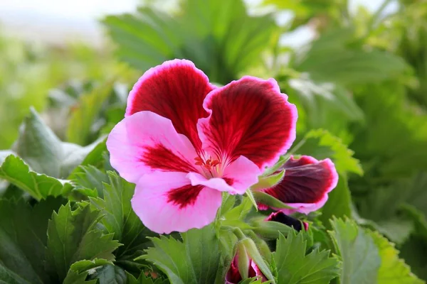 Flores Bicolor Pelargonium Grandiflorum Jardín —  Fotos de Stock