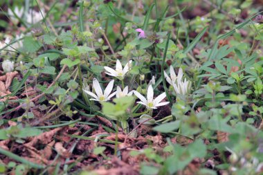 Bahar ormanında beyaz Ornithogalum çiçekleri