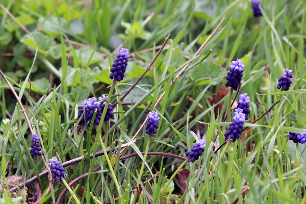 Kék Muscari Parkban Tavasszal — Stock Fotó