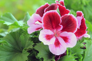 Bahçede iki tonluk çiçek Pelargonium grandiflorum