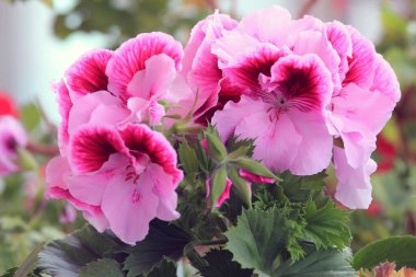 Bahçede iki tonluk çiçek Pelargonium grandiflorum