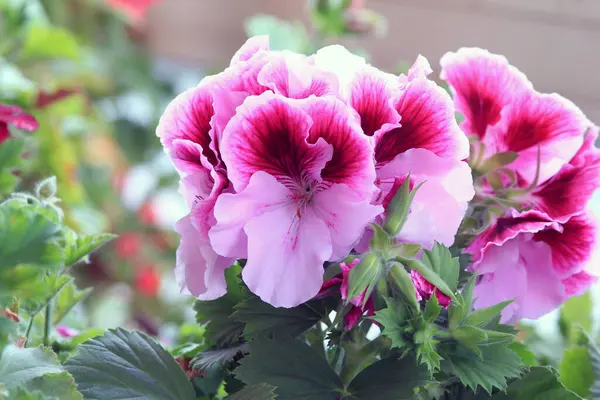 Двухцветные Цветы Pelargonium Grandiflorum Саду — стоковое фото