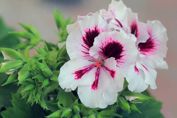 Flores Bicolor Pelargonium Grandiflorum Jardín —  Fotos de Stock