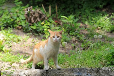 Kızıl kedi, hayvan, doğa ve hayvan