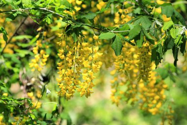 Laburnum anagyroides dalları. Baharda sarı çiçekler ve yapraklarla.