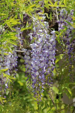 Bahar mevsiminde yaprakları ve çiçekleri olan Wisteria dalları