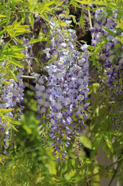 Bahar mevsiminde yaprakları ve çiçekleri olan Wisteria dalları