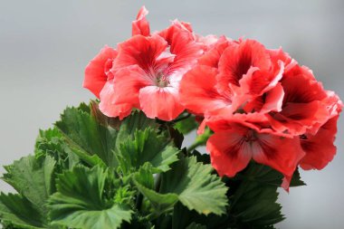 Yağmur damlalarındaki zarif Pelargonium grandiflorum çiçekleri