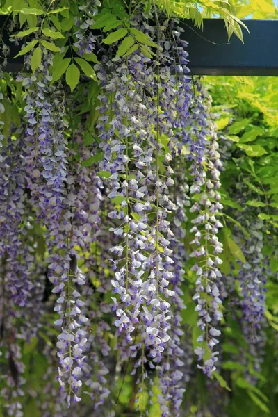Wisteria branches with flowers and leaves in spring