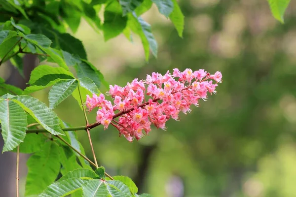 Aesculus Carnea Ágak Rózsaszín Virágok Levelek Tavasszal — Stock Fotó