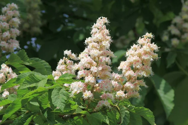 stock image Aesculus hippocastanum branches with white flowers and leaves in spring