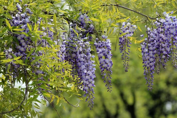 Wisteria Branches Flowers Leaves Spring — Stock Photo, Image