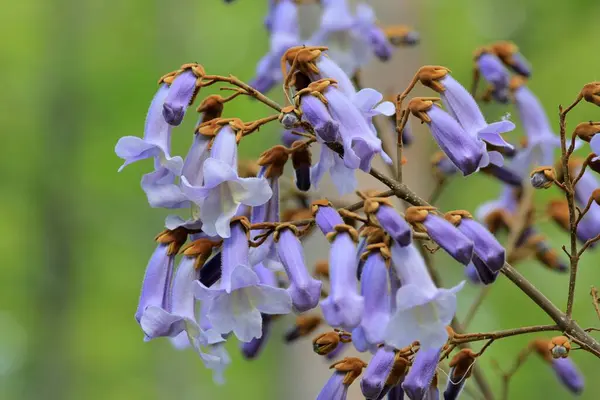 Ramas Paulownia Tomentosa Con Flores Hojas Azules Primavera — Foto de Stock